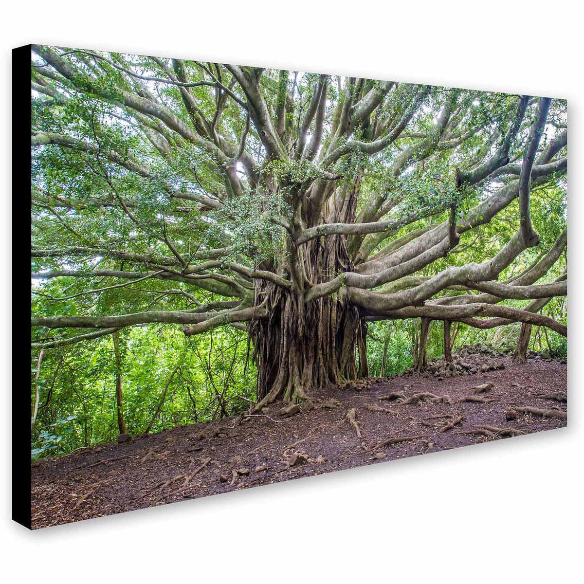 Canvas Art Y370984