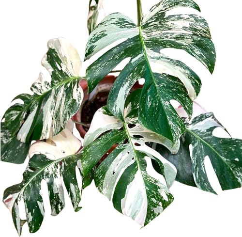 Monstera Albo Plant Live 18-24 Inches Variegata Leaf Cutting with Roots Z144634