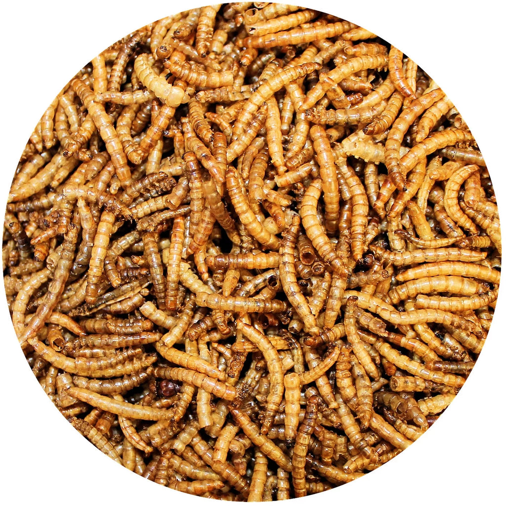 Dried Mealworms 22 lb I1070