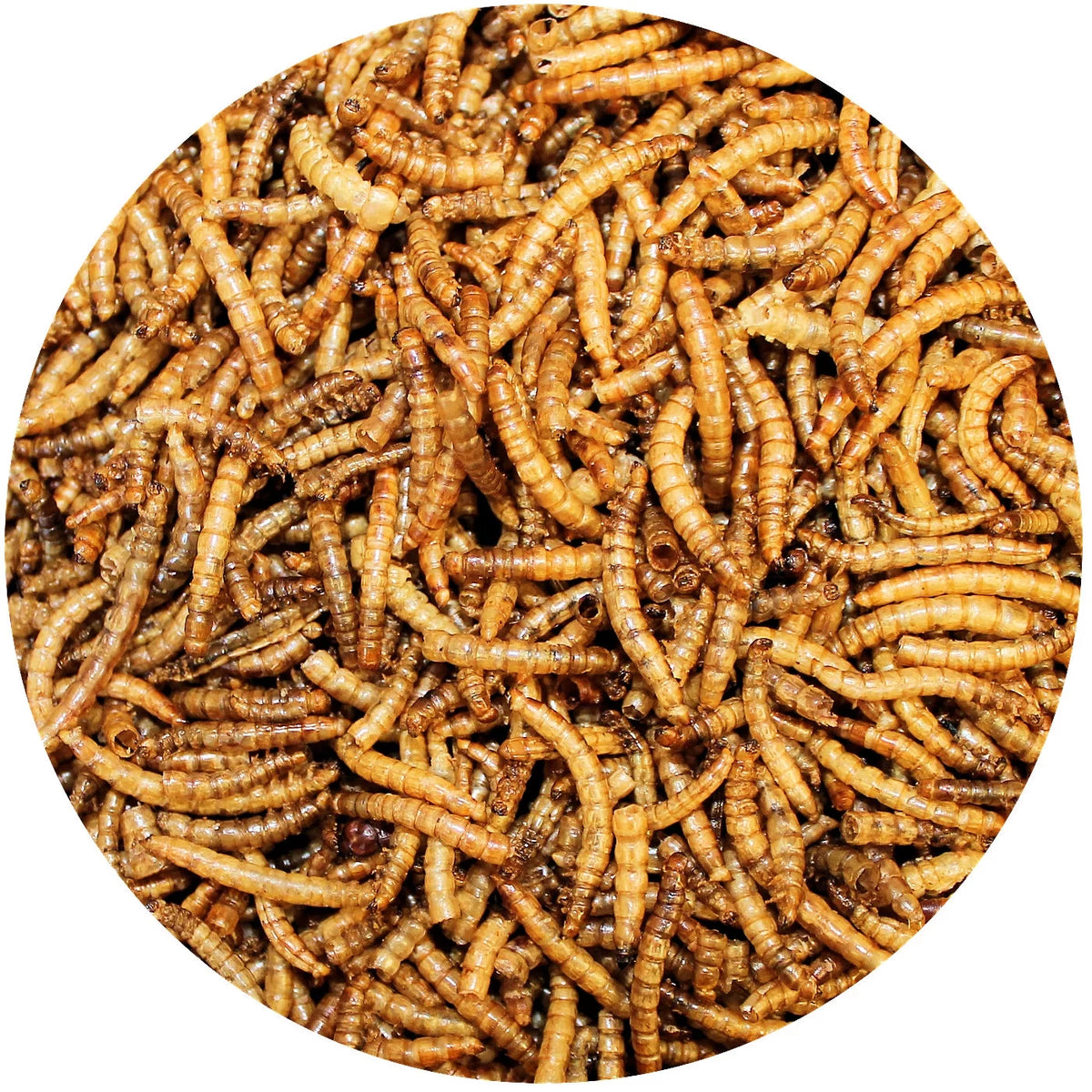 Dried Mealworms 22 lb I1070