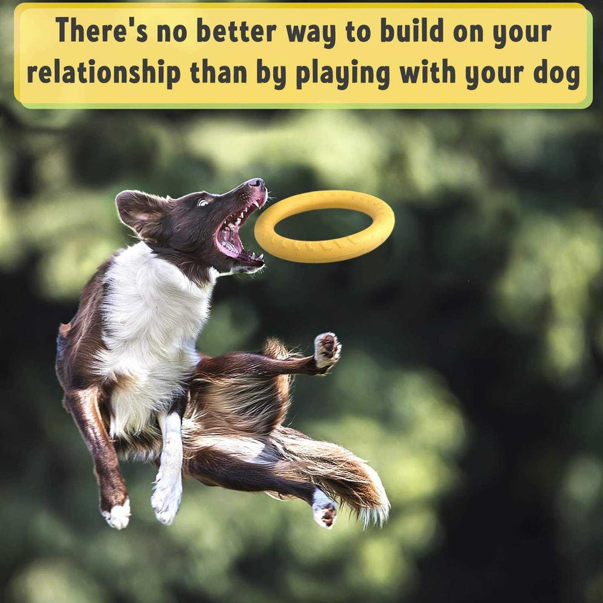 Dog Training Ring and Flying Disc Dog Toy Z56643