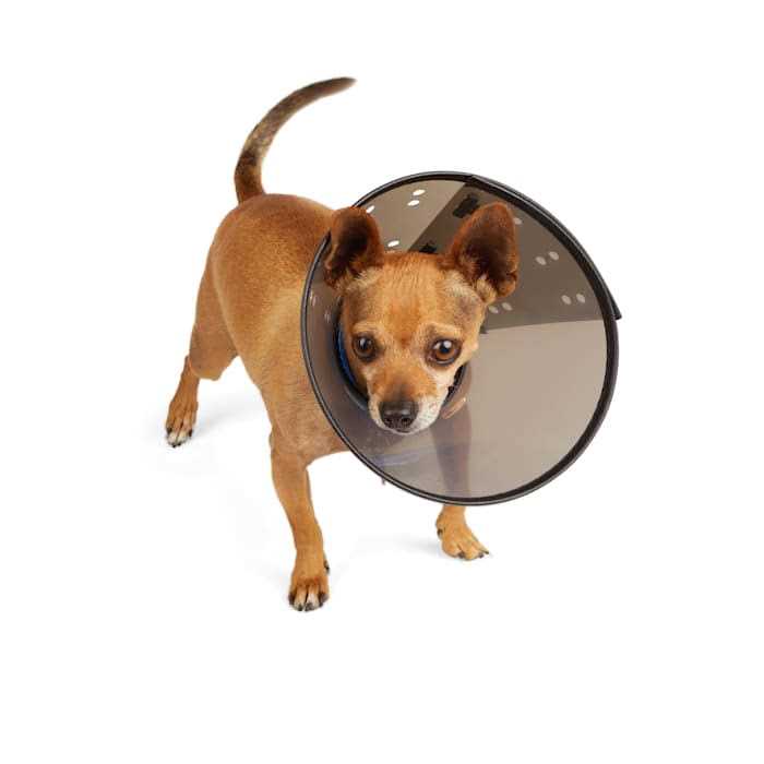 Recovery Cone Collar T621