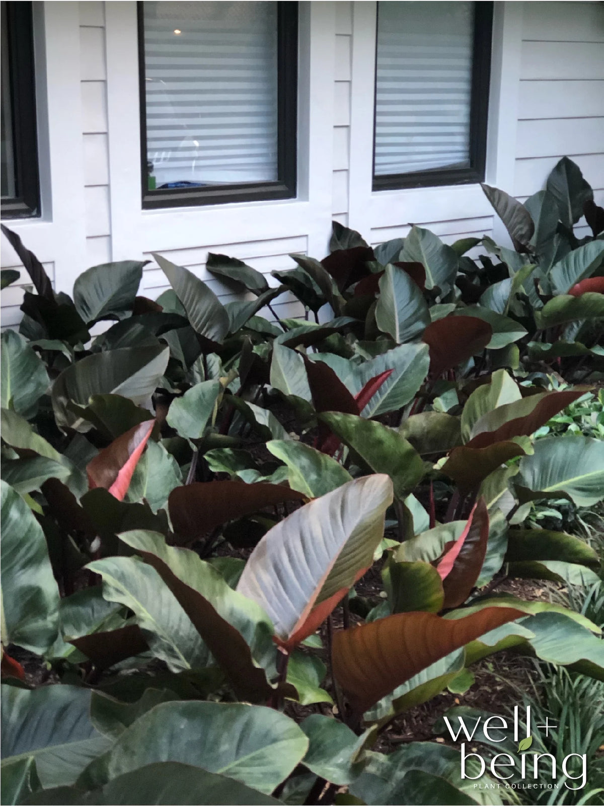 Philodendron Rojo Congo Live Plant (25-30 in. Tall) in Grower Pot Y283