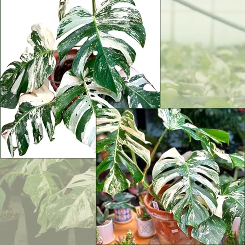 Monstera Albo Plant Live 18-24 Inches Variegata Leaf Cutting with Roots Z144634