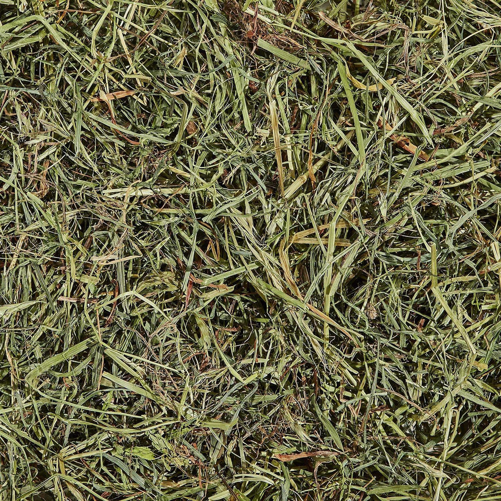 Orchard Grass Pet Supplies C93516