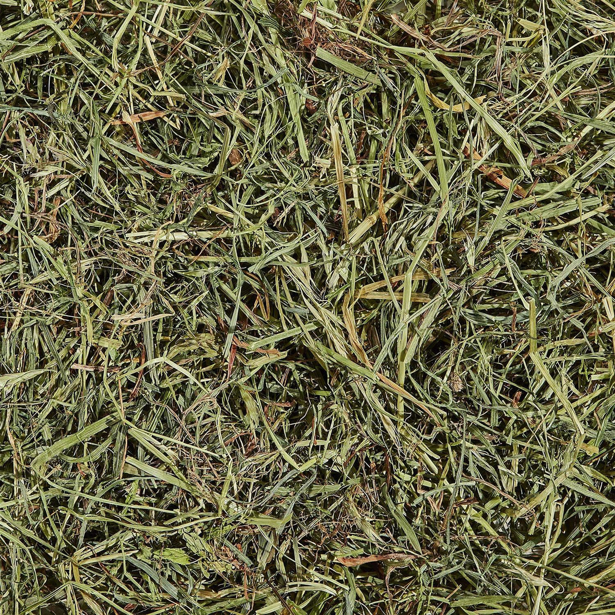 Orchard Grass Pet Supplies C93516
