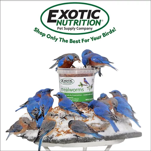 Dried Mealworms 22 lb I1070