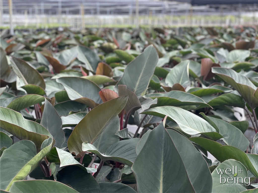 Philodendron Rojo Congo Live Plant (25-30 in. Tall) in Grower Pot Y283