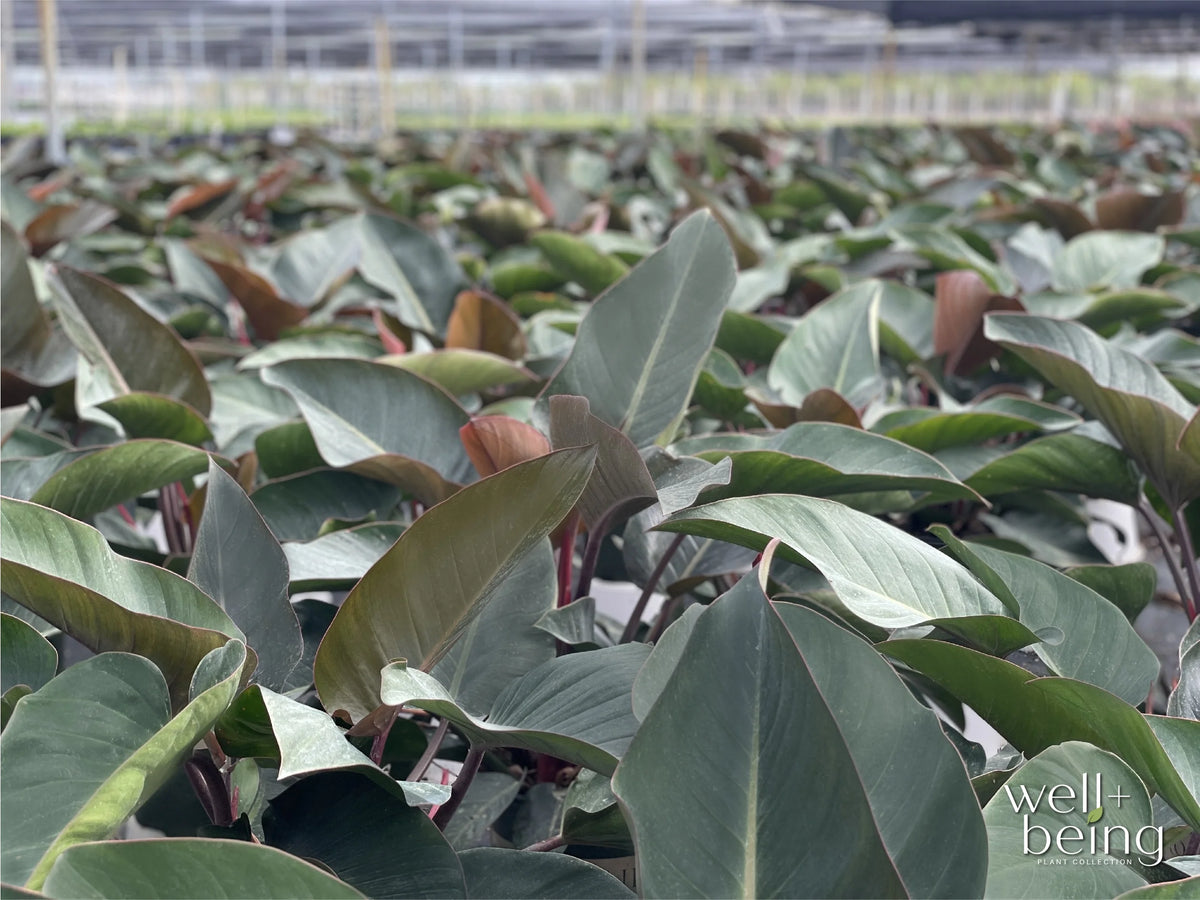 Philodendron Rojo Congo Live Plant (25-30 in. Tall) in Grower Pot Y283