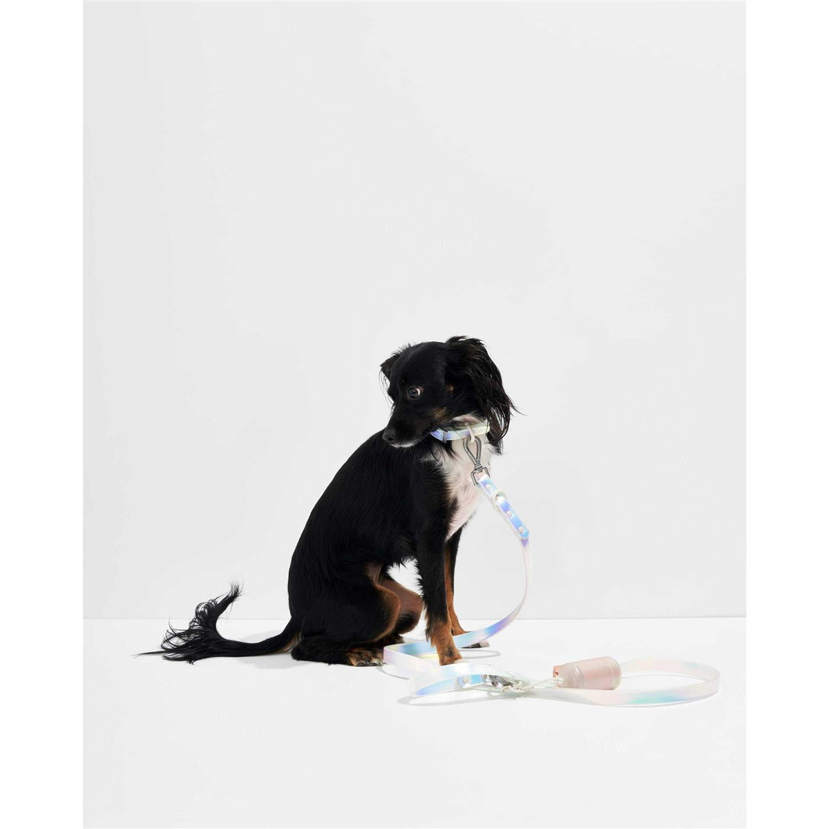 Dog Leash D8458