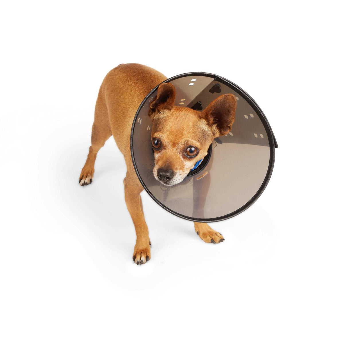 Recovery Cone Collar T621