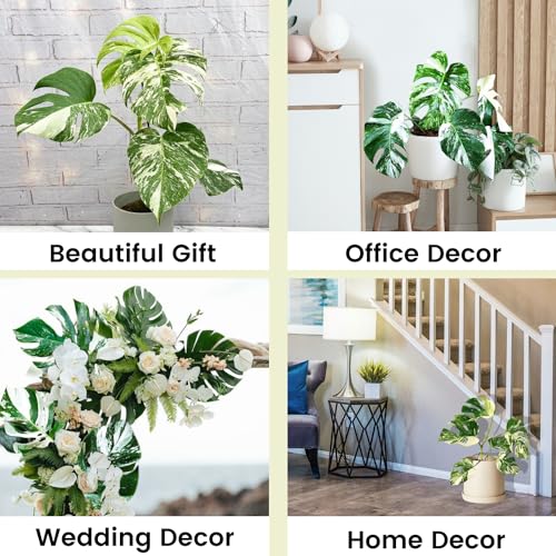 Monstera Albo Plant Live 18-24 Inches Variegata Leaf Cutting with Roots Z144634