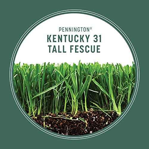 40 lbs Tall Fescue Grass Seed D2451