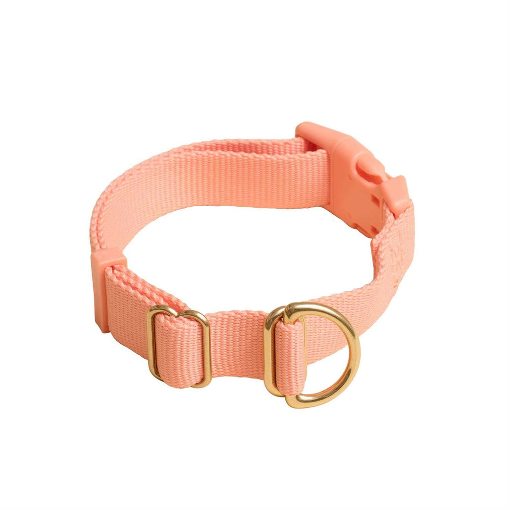 Standard Dog Collar Z654