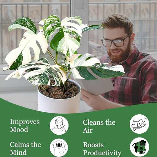 Monstera Albo Plant Live 18-24 Inches Variegata Leaf Cutting with Roots Z144634