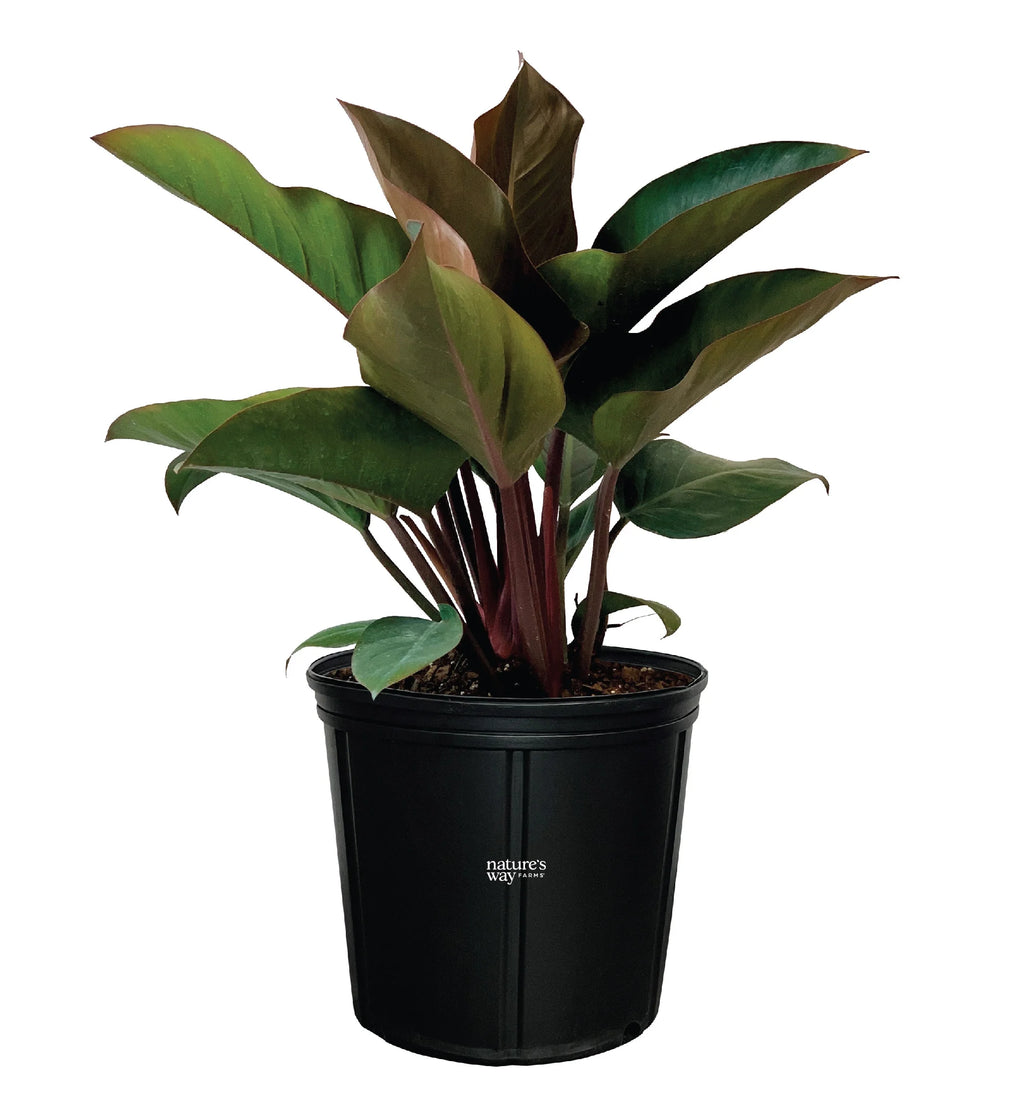 Philodendron Rojo Congo Live Plant (25-30 in. Tall) in Grower Pot Y283