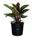 Philodendron Rojo Congo Live Plant (25-30 in. Tall) in Grower Pot Y283