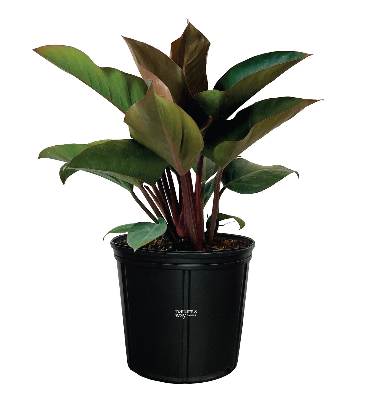 Philodendron Rojo Congo Live Plant (25-30 in. Tall) in Grower Pot Y283