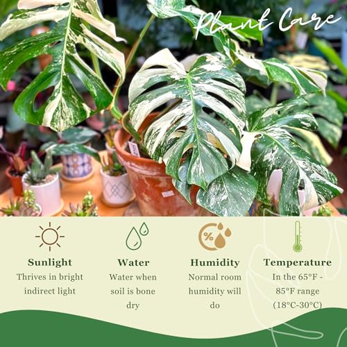 Monstera Albo Plant Live 18-24 Inches Variegata Leaf Cutting with Roots Z144634