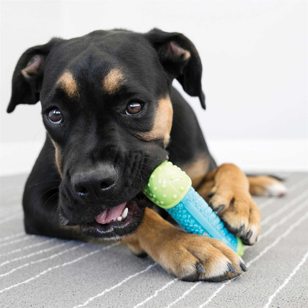 Dog Toy I875277