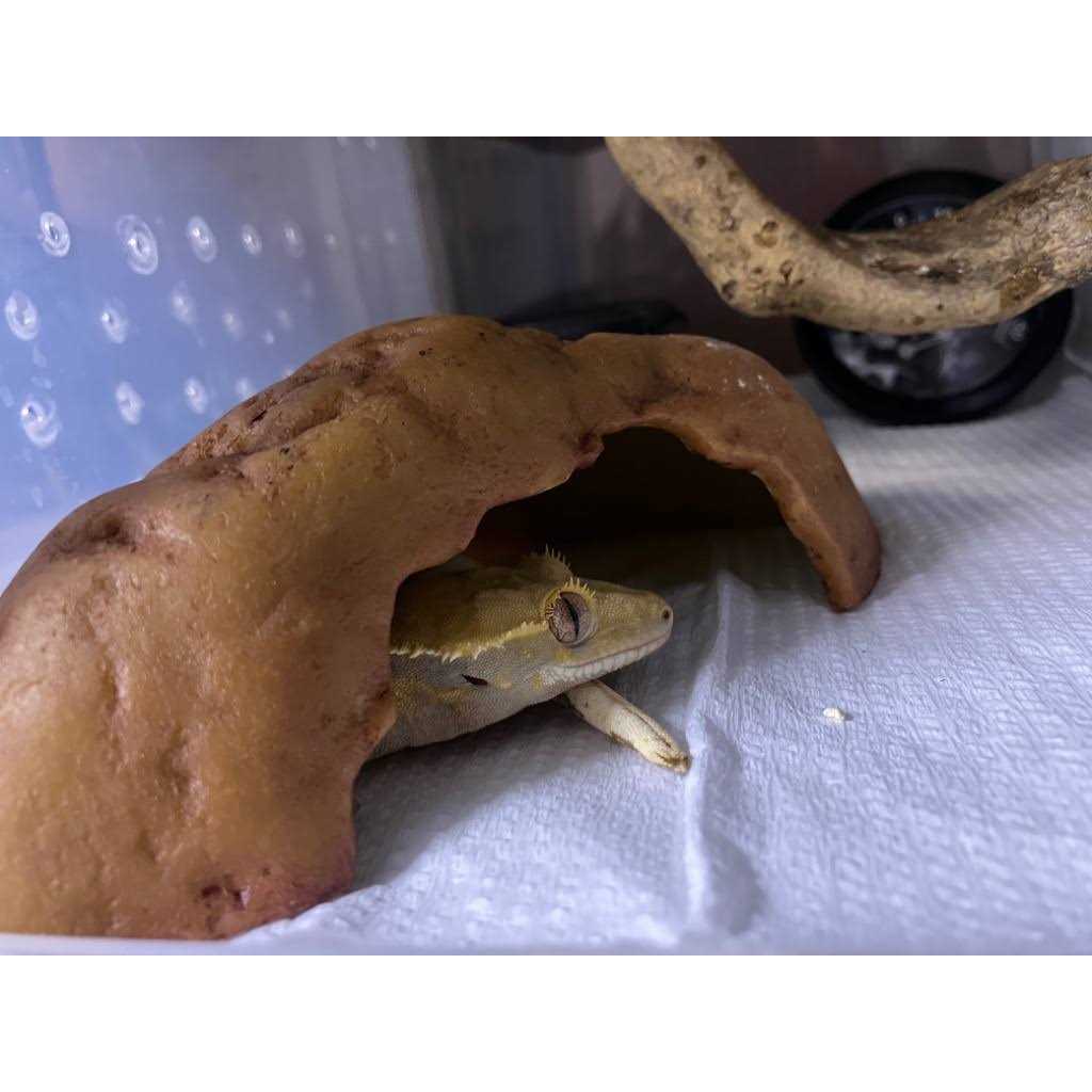 Crested Gecko Food Tropical Fruit L356193
