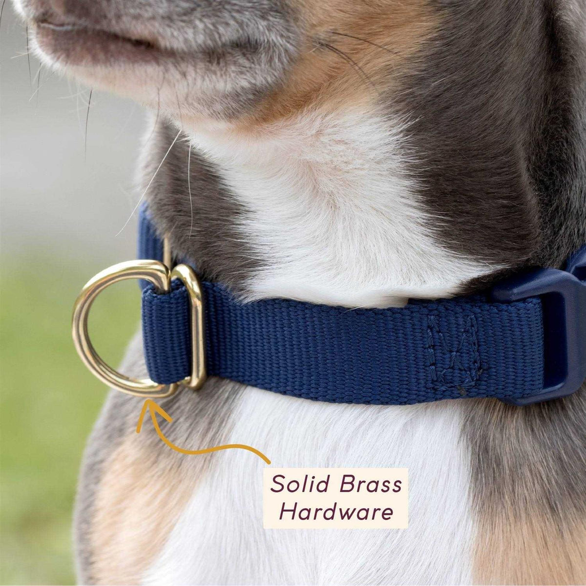 Standard Dog Collar Z654