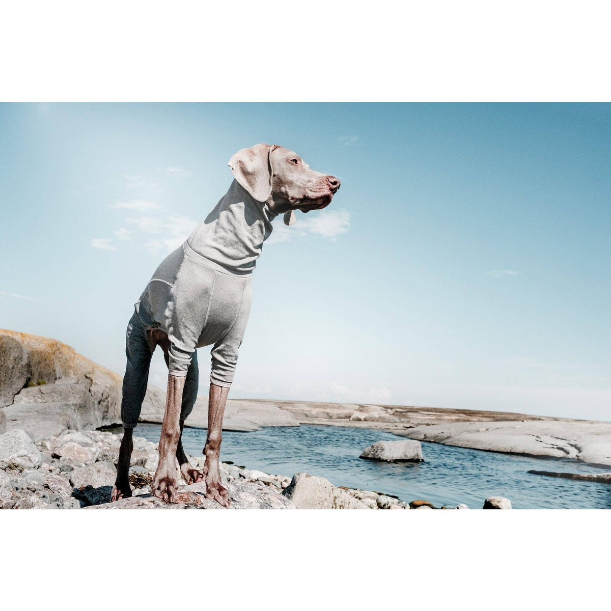 Carbon Grey Dog Body Warmer L171