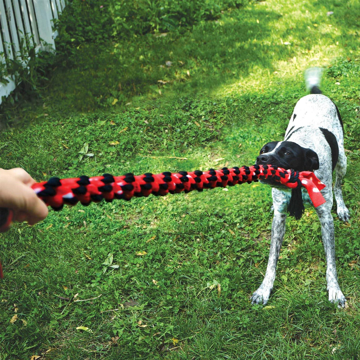 Rope Dog Toy M253