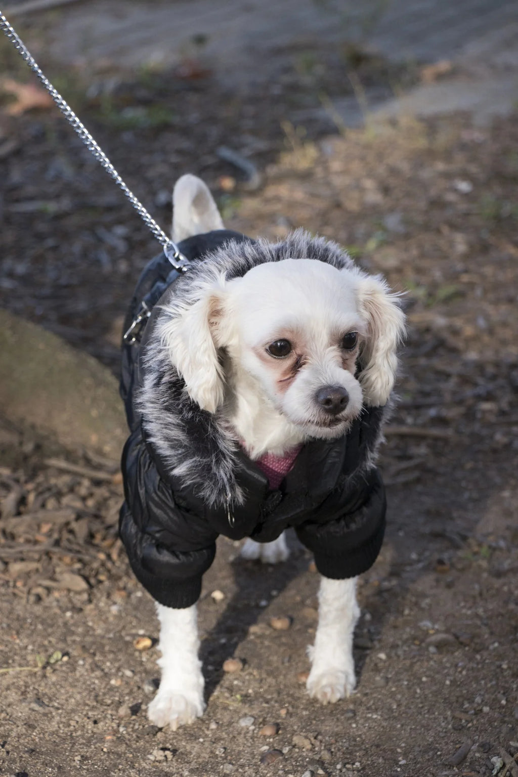 3M Insulated Dog Coat Parka with Removable Hood K2637
