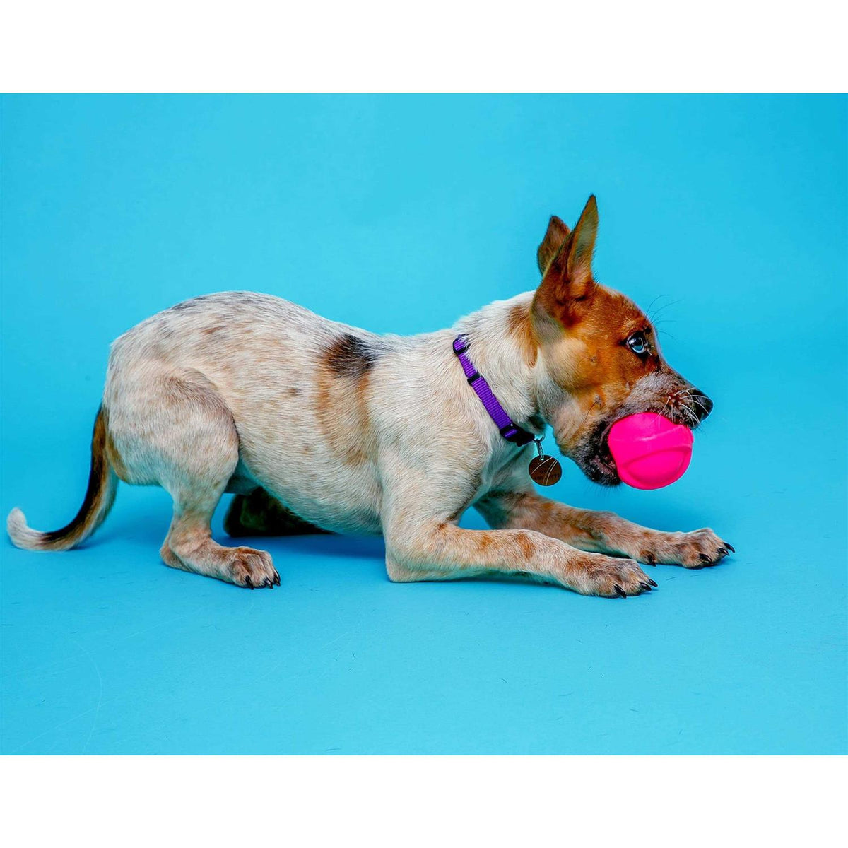 Squeaky Latex Dog Toy J6994